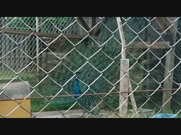 【東武動物公園】今週のグレープ君達part05【マレーバクさんも】