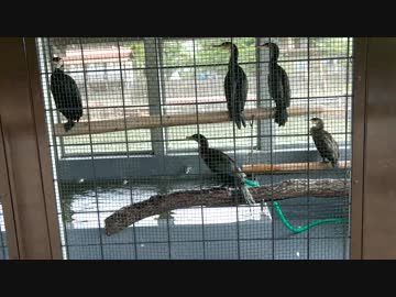 宇治公園にある海鵜の飼育小屋