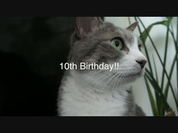 【モアクリ】 モアレ 10歳！