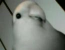 コザクラインコのちーちゃん