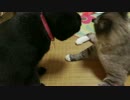 【437】ジャン❤︎ポン　閉めきりで暑い日に戯れるかりそめの猫の兄妹