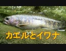 ほーじのアウトドアin福井_カエルとイワナ編_part1