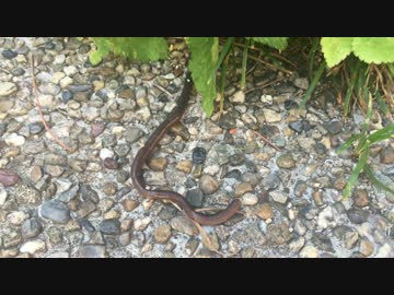 庭にいたミミズくん