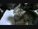 こんしゅうのおやつ【蒼民家の猫々】