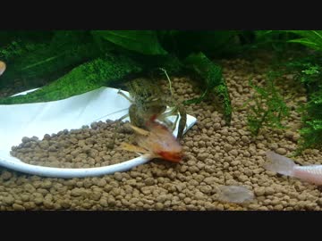 【閲覧注意】脱皮中に襲われるメキシカンドワーフザリガニ