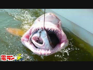 【衝撃】サメの中から発見された奇妙な物体８選