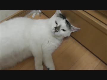 すぐゴロンしてしまうモフリ好きな猫