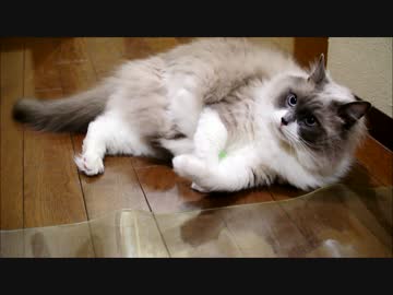 ボールは大事大事