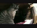 【438】ジャン❤︎ポン　猫の暑さ対策：究極は窓の解放で風を通す