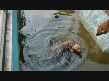 【泳ぐ】京都市動物園・ヤブイヌ【潜る】