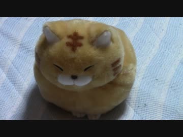 拾いねこ＠生後1787/1754日目　アコ・・・じゃないね（