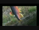 【ルアー】ハヤング（20ｃｍくらいのカワムツ）【フィッシング】