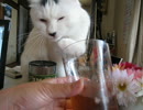 ほんとの猫舌