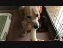 ひたすらバナナを食べる犬