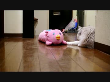 サイボーグノヴァうさ