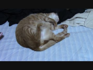 拾いねこ＠生後1788/1755日目　死んだようなカッコで寝るアコさん。