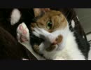 [ゆっくり猫動画]　桜と椛のゆっくり三毛日記　#21　夢かにゃ？