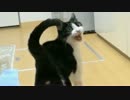 飼い主の行動を先回りする猫