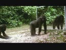 鏡と動物
