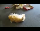 某猫カフェの日常その41♪