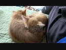 寝ぼけて兄弟のおっぱいを吸う子猫。