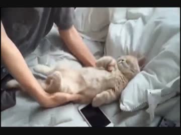 猫がぐっすり熟睡していたのでお布団をかけて寝かせた結果、、、！w