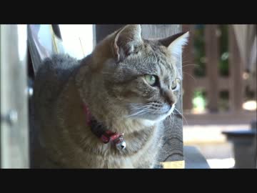 梅宮大社のねこ