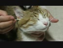 半野良猫の耳掃除。うっとりおとなしくできました。