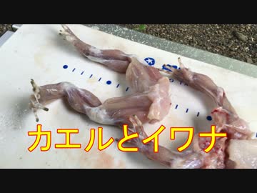 ほーじのアウトドアin福井_カエルとイワナ編_part2