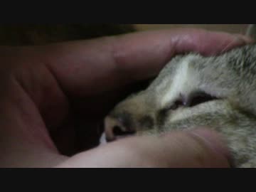 拾いねこ＠生後1789/1756日目　なかなか目やにのなくならない月音さん。