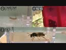 蟻戦争＃127 活き餌捕獲編