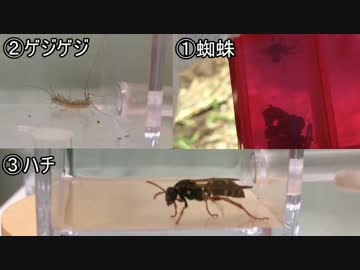 蟻戦争＃127 活き餌捕獲編