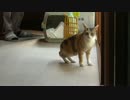 多頭崩壊を免れました。