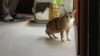 多頭崩壊を免れました。