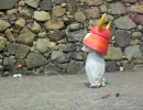 ひこにゃん　お願い