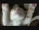 バンザイDNAはちゃんと受け継がれました。