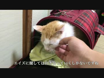 子猫の闘病生活始まります【自己免疫疾患】