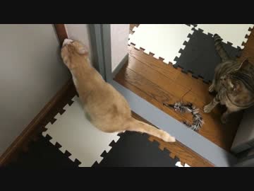 【涙】病気で隔離された子猫を心配する先輩猫たち