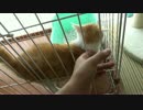 闘病中の子猫のためのケージを買いました！