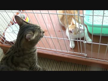 隔離された子猫と先輩猫の感動の再会！！