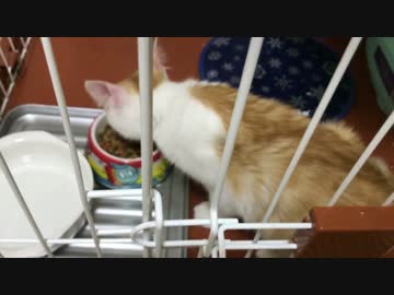 闘病中の子猫のお薬のあげ方を公開します！