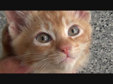 【アウトドア】美渓で天然イワナを釣りまくり！ｗｗｗ