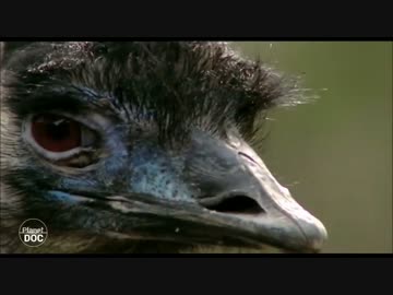 アプリ版フレンズを動物ドキュメンタリーで紹介するよ part6