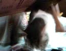 猫は納豆がお好き