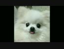 ティーカップポメラニアン動くぬいぐる犬が大人になったよ　5才