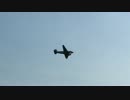 レッドブル・エアレース BREITLING DC-3 展示飛行 1日目
