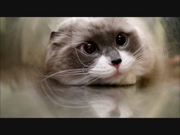 たぬこあなにもぐる