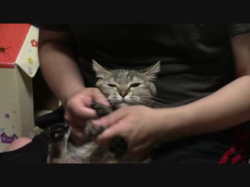 拾いねこ＠生後1792/1759日目　爪切りー。