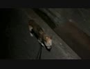 犬の散歩日記2017