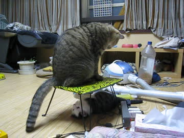 子猫から逃げる大人猫。